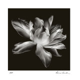 Radiant Tulip I Edición limitada por Donna Geissler Radiant Tulip I Edición limitada por Donna Geissler