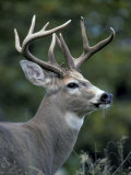 White-tailed Deer, Buck, Washington, USA Photographie par Art Wolfe