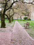 Cherry Trees in Bloom at the Quad, University of Washington, Seattle, Washington, USA Photographic Print by Jamie & Judy Wild