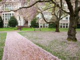 Cherry Trees in Bloom at the Quad, University of Washington, Seattle, Washington, USA Photographic Print by Jamie & Judy Wild
