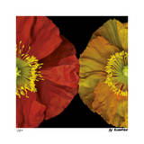 Red & Yellow Poppy I Limited Edition by Pip Bloomfield