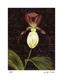Orchid Limited Edition by Jm Designs 