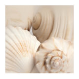 Shells II Prints by Jan Lens
