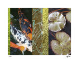 Koi Pond I Edición limitada por M.J. Lew