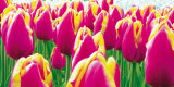 Tulipes Poster par Jan Lens