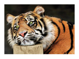 Lazy Tiger Posters par Toni Wallbank