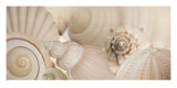 Shells I Print by Jan Lens