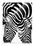 Two Zebras Posters by Paolo Penuchetti