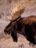 Bull Moose, Grand Teton National Park, Wyoming, USA Photographic Print by Art Wolfe