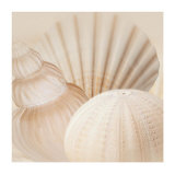 Shells III Posters by Jan Lens