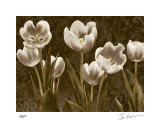 Baroque Tulips Limited Edition by Ives Mccoll