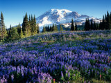 Mt. Rainier from Mazama Ridge, Mount Rainier National Park, Washington, USA Photographic Print by Jamie & Judy Wild
