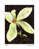 Magnolia Limited Edition by Jm Designs 