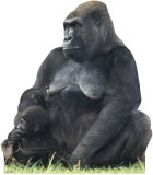 Gorilla Mom & Child PAPPFIGUREN IN LEBENSGRÖSSE