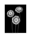 Gerbers Photographic Print by Jeff Stasney