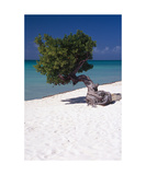 Eagle Beach with a Fofoti Tree Aruba Photographic Print by George Oze