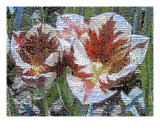 Springtime Tulips Photomosaic Photographic Print by Michelle Calkins