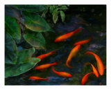 Koi Pond II Photographic Print by Anna Miller