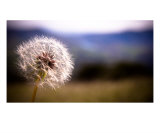 Italian Spring Photographic Print by Caimin Jones