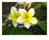 Plumeria Photographic Print by Douglas Wenke