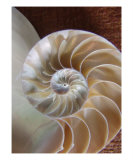Nautilus Shell Photographic Print by Florene Welebny