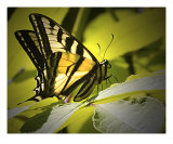 On Golden Wings Photographic Print by Rick Riley