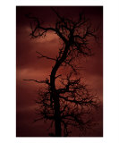 Tree Of Nightmares Photographic Print by Danielle Tracy