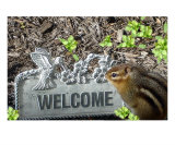 Welcome Chipmunk Photographic Print by Shelley Jones