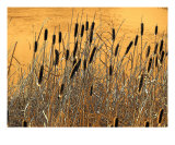 Fall Cattails Photographie par Gene Cyr