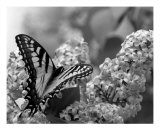 Swallowtail And Lilacs Lámina fotográfica por Andrea Ferguson