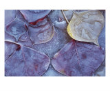 Leaves Frozen In Ice Photographie par Ray Vaughn