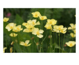 Field Of Buttercup Flowers Photographie par Takuo Hirata