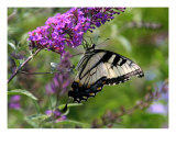 Leopard Butterfly Photographic Print by Wendy Theisen-halsey