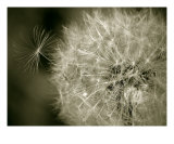 Seedy Dandelion Fotografisk tryk af Mary Lane