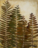 Ferns I Posters by Patricia Quintero-Pinto