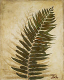 Ferns II Art by Patricia Quintero-Pinto