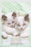 Kittens Posters
