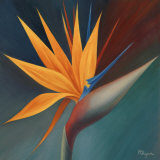 Bird of Paradise I Posters by Vivien Rhyan Bird of Paradise I Posters by Vivien Rhyan