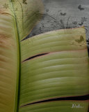 Butterfly Palm II Prints by Patricia Quintero-Pinto