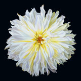 White Dahlia Posters par Linda Mcvay