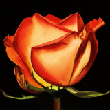 Rose II Poster by Linda Mcvay