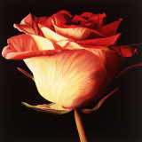 Rose I Art by Linda Mcvay
