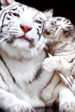 Tiger Plakáty
