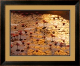 Lotus Pond Prints by Bruno Baumann
