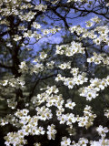 Dogwood Tree Covered in White Flowers in the Ozarks Fotografisk tryk af Andreas Feininger Dogwood Tree Covered in White Flowers in the Ozarks Fotografisk tryk af Andreas Feininger