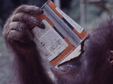 Orangutans in Captivity, Sandakan, Soabah, and Malasia, Town in Br. North Borneo Lámina fotográfica por Co Rentmeester