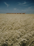 Harvest Story: Combines Harvest Wheat at Ranch in Texas Photographic Print by Ralph Crane Harvest Story: Combines Harvest Wheat at Ranch in Texas Photographic Print by Ralph Crane