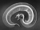 Skeleton of a 4-Foot-Long Gaboon Viper, Showing 160 Pairs of Movable Ribs Lámina fotográfica por Andreas Feininger Skeleton of a 4-Foot-Long Gaboon Viper, Showing 160 Pairs of Movable Ribs Lámina fotográfica por Andreas Feininger