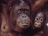 Orangutans in Captivity, Sandakan, Soabah, and Malasia, Town in Br. North Borneo Lámina fotográfica por Co Rentmeester