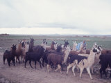 Herd of Black, Brown and White Llamas Walking Through Field with Indian Herdsman, Bolivia Lámina fotográfica por Bill Ray Herd of Black, Brown and White Llamas Walking Through Field with Indian Herdsman, Bolivia Lámina fotográfica por Bill Ray